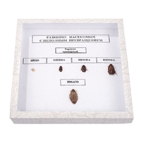 Коллекция "Развитие насекомых с неполным превращением" - fgospostavki.ru - Белово