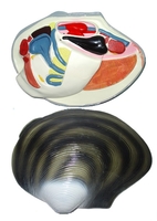 Модель "Беззубка" (двустворчатый моллюск) - fgospostavki.ru - Белово