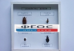 Коллекция "Семейство жуков" - fgospostavki.ru - Белово