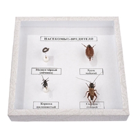 Коллекция энтомологическая "Насекомые вредители" - fgospostavki.ru - Белово