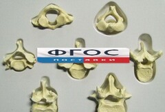 Модель "Позвонки" (из 7 штук) - fgospostavki.ru - Белово