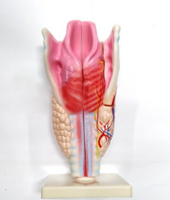 Модель "Гортань" - fgospostavki.ru - Белово