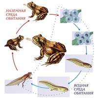 Модель-аппликация Цикл развития лягушки - fgospostavki.ru - Белово