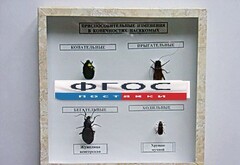 Коллекция энтомологическая "Приспособительные изменения в конечностях насекомых" - fgospostavki.ru - Белово