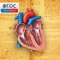 Анатомия (Цифровой атлас школьника) - fgospostavki.ru - Белово