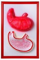 Барельефная модель "Желудок" - fgospostavki.ru - Белово