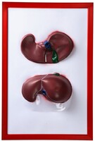 Барельефная модель "Печень" - fgospostavki.ru - Белово