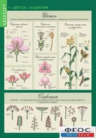 Комплект таблиц. Биология 6 класс. Растения, грибы, лишайники - fgospostavki.ru - Белово
