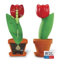 Модель цветка - fgospostavki.ru - Белово