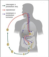 Модель-аппликация Цикл развития аскариды - fgospostavki.ru - Белово