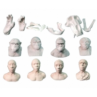 Набор моделей палеонтологических находок "Происхождение человека"	 - fgospostavki.ru - Белово