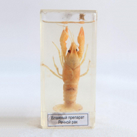 Влажный препарат "Рак речной" - fgospostavki.ru - Белово