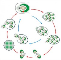 Модель-аппликация Размножение одноклеточной водоросли - fgospostavki.ru - Белово