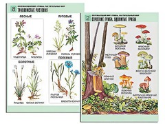 Комплект таблиц "Окружающий мир. Грибы. Растительный мир" (12 таблиц, А1, ламинированные) - fgospostavki.ru - Белово