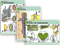 Комплект таблиц по биологии демонстрационных "Ботаника 1" (12 таблиц, формат А1, ламинированные) - fgospostavki.ru - Белово