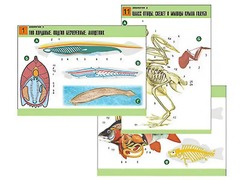 Комплект таблиц по биологии демонстрационных "Зоология 2" (16 таблиц, формат А1, ламинированные) - fgospostavki.ru - Белово