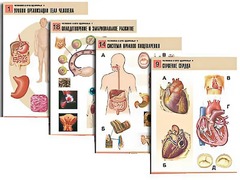 Комплект таблиц по биологии демонстрационных "Человек и его здоровье 1" (20 таблиц, формат А1, ламинированные) - fgospostavki.ru - Белово