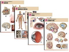 Комплект таблиц по биологии демонстрационных "Человек и его здоровье 2" (10 таблиц, формат А1, ламинированные) - fgospostavki.ru - Белово