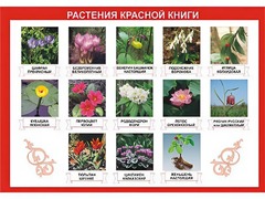 Таблица демонстрационная "Растения Красной книги" (винил 70*100) - fgospostavki.ru - Белово
