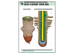 Рельефная таблица "Внешнее и внутреннее строение корня" (формат А1, матовое ламинирование) - fgospostavki.ru - Белово