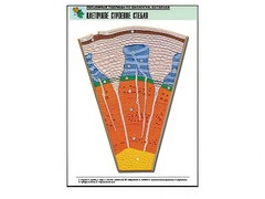 Рельефная таблица "Клеточное строение стебля" (формат А1, матовое ламинирование) - fgospostavki.ru - Белово