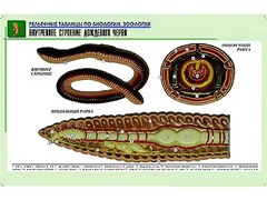 Рельефная таблица "Внутреннее строение дождевого червя" (формат А1, матовое ламинирование) - fgospostavki.ru - Белово