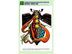 Рельефная таблица "Внутреннее строение жука" (формат А1, матовое ламинирование) - fgospostavki.ru - Белово