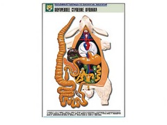 Рельефная таблица "Внутреннее строение кролика" (формат А1, матовое ламинирование) - fgospostavki.ru - Белово