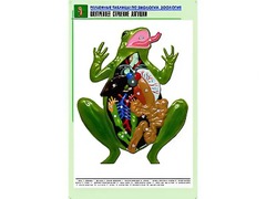Рельефная таблица "Внутреннее строение лягушки" (формат А1, матовое ламинирование) - fgospostavki.ru - Белово