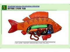 Рельефная таблица "Внутреннее строение рыбы" (формат А1, матовое ламинирование) - fgospostavki.ru - Белово