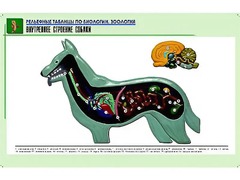 Рельефная таблица "Внутреннее строение собаки" (формат А1, матовое ламинирование) - fgospostavki.ru - Белово