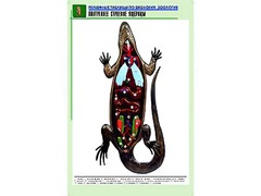 Рельефная таблица "Внутреннее строение ящерицы" (формат А1, матовое ламинирование) - fgospostavki.ru - Белово