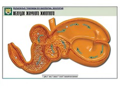 Рельефная таблица "Желудок жвачного животного" (формат А1, матовое ламинирование) - fgospostavki.ru - Белово