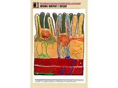 Рельефная таблица "Ворсинка кишечная с сосудом" (формат А1, матовое ламинирование) - fgospostavki.ru - Белово