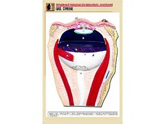 Рельефная таблица "Глаз. Строение" (формат А1, матовое ламинирование) - fgospostavki.ru - Белово