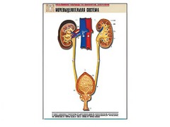 Рельефная таблица "Мочевыделительная система" (формат А1, матовое ламинирование) - fgospostavki.ru - Белово