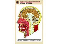 Рельефная таблица "Сагиттальный разрез головы" (формат А1, матовое ламинирование) - fgospostavki.ru - Белово