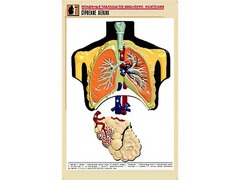 Рельефная таблица "Строение легких" (формат А1, матовое ламинирование) - fgospostavki.ru - Белово