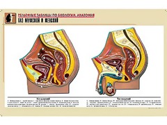 Рельефная таблица "Таз мужской и женский" (формат А1, матовое ламинирование) - fgospostavki.ru - Белово