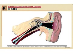 Рельефная таблица "Ухо человека" (формат А1, матовое ламинирование) - fgospostavki.ru - Белово