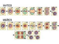 Модель-аппликация "Деление клетки. Митоз и мейоз" (ламинированная) - fgospostavki.ru - Белово