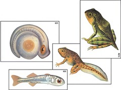 Модель-аппликация "Развитие костной рыбы и лягушки" (ламинированная) - fgospostavki.ru - Белово