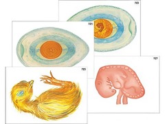 Модель-аппликация "Развитие птицы и млекопитающего (человека)" (ламинированная) - fgospostavki.ru - Белово