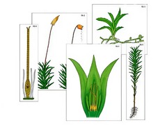 Модель-аппликация "Размножение мха" (ламинированная) - fgospostavki.ru - Белово