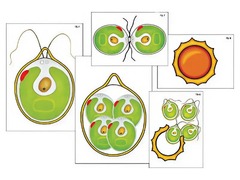 Модель-аппликация "Размножение одноклеточной водоросли" (ламинированная) - fgospostavki.ru - Белово