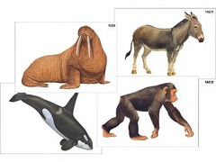 Модель-аппликация "Разнообразие высших хордовых 2. Млекопитающие" (ламинированная) - fgospostavki.ru - Белово