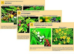 Гербарий фотографический "Ядовитые растения" - fgospostavki.ru - Белово