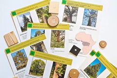 Коллекция "Древесные растения и их распространение" (демонстрационная) - fgospostavki.ru - Белово