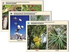 Гербарий фотографический "Сельскохозяйственные растения мира" - fgospostavki.ru - Белово