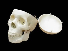 Модель "Череп человека" - fgospostavki.ru - Белово